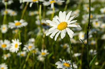 Image showing One focused daisy i a group