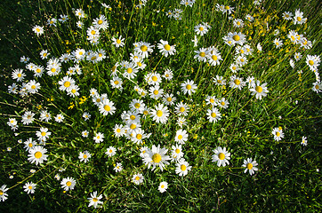 Image showing Group of daisies from above