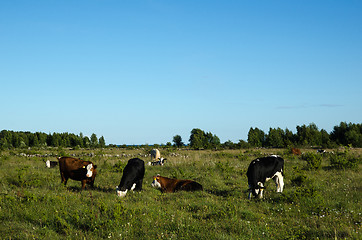 Image showing Grazing cattle in a green pasture land