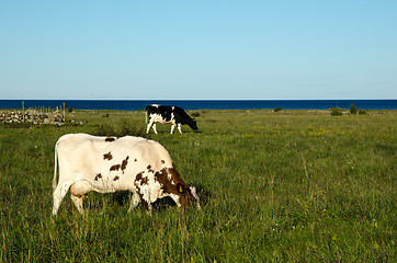 Image showing Grazing cows in a coastal pasture land