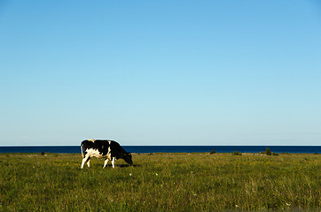 Image showing Cow in a peaceful pasture land