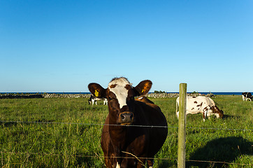 Image showing Curious cow behind a fence