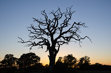 Image showing Dead oak tree by twilight