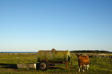 Image showing Cow by an old water cistern