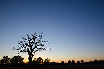 Image showing Old tree silhouette