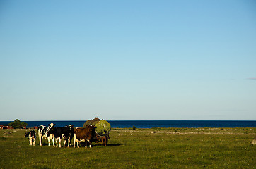 Image showing Cattle by an old water tank