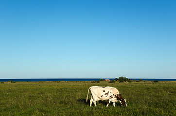 Image showing Coastal pasture land with one grazing cow