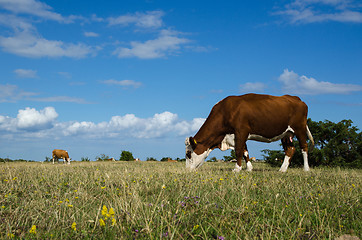 Image showing Grazing cattle in a great plain grassland