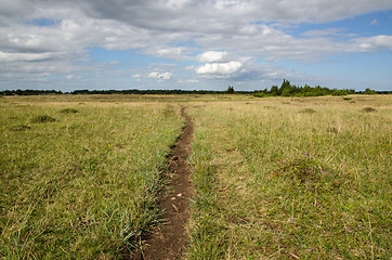 Image showing Cattles path in a pasture land