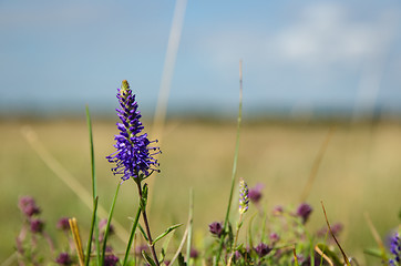 Image showing Single Spiked Veronica flower 