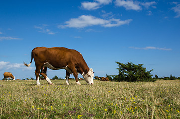 Image showing Grazing cow in a great grassland