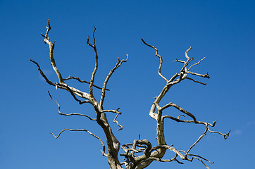 Image showing Dry oak tree