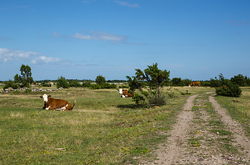 Image showing Resting cattle by a dirt road