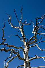 Image showing Dead oak tree