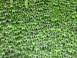 Image showing green leaves wall