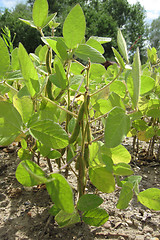 Image showing green soya plant 