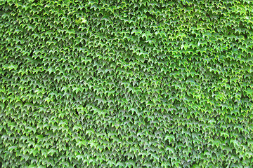 Image showing green leaves wall