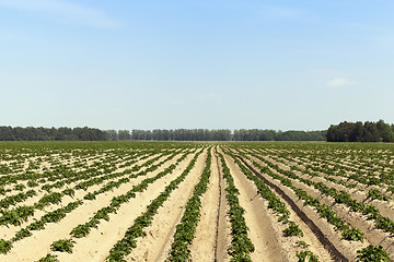 Image showing Potatoes in the field