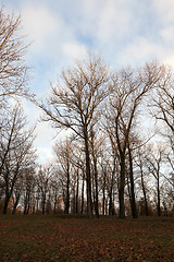 Image showing trees in the park at sunset