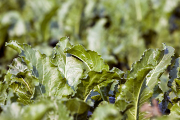 Image showing beetroot in field