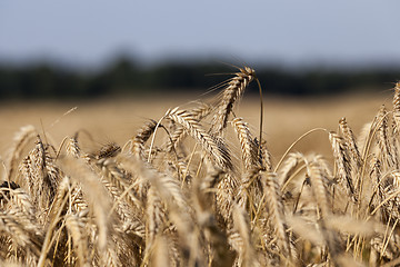 Image showing ripe yellow cereals