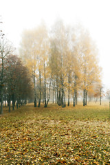 Image showing Autumn Park, overcast