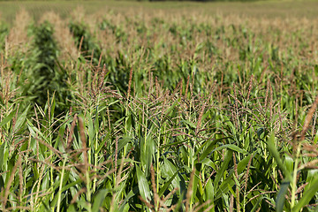 Image showing Corn field, summer