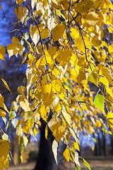 Image showing birch tree in autumn