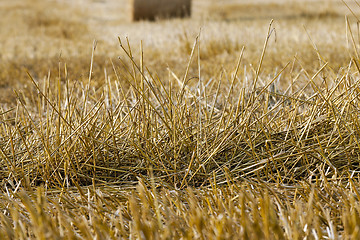 Image showing straw in the field