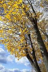 Image showing Park in autumn