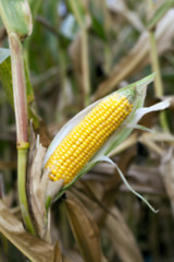 Image showing mature corn crop