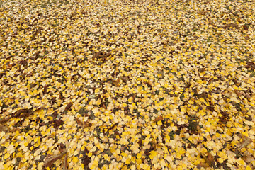 Image showing old autumn foliage