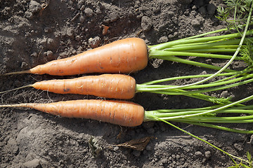 Image showing carrots close up