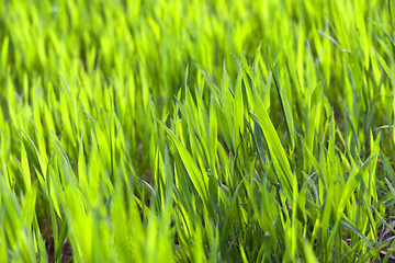 Image showing green wheat, close-up