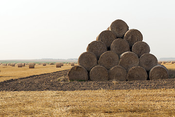 Image showing wheat, close up