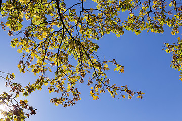 Image showing Park in autumn