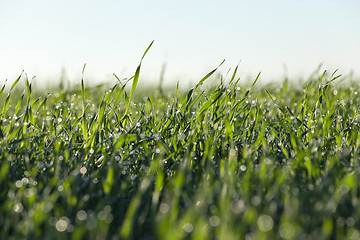 Image showing young grass plants, close-up