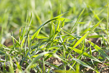 Image showing young grass plants, close-up