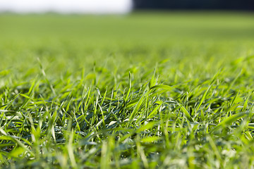 Image showing young grass plants, close-up