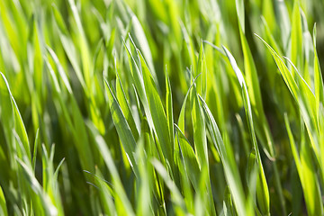 Image showing Field of wheat