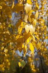 Image showing birch trees in autumn