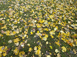 Image showing old autumn foliage