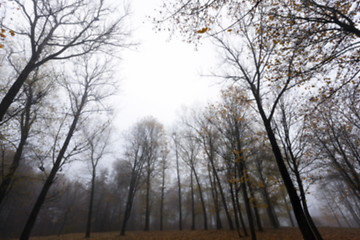 Image showing Autumn Park, overcast