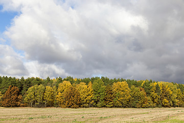 Image showing autumn foliage, sky,
