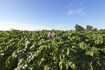 Image showing flowering potatoes, close-up