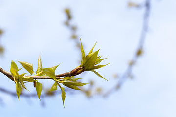 Image showing trees in the spring