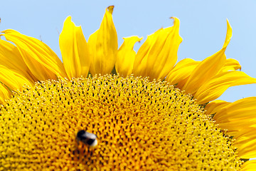 Image showing flower Sunflower, close-up