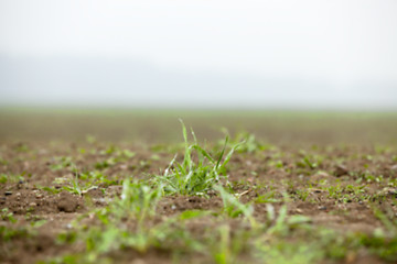 Image showing young grass plants, close-up