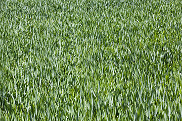 Image showing Agriculture. cereals. Spring