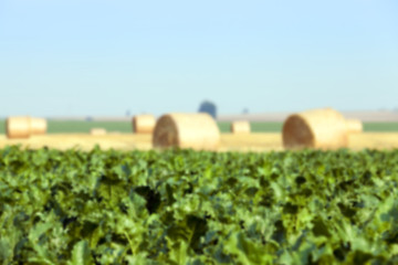 Image showing haystacks in a field of straw